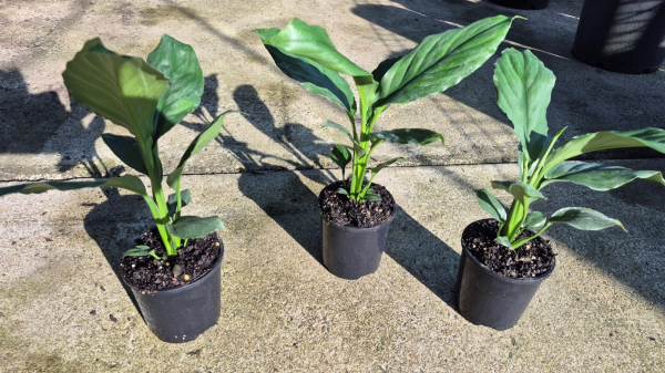 Spathiphyllum Blue Moon