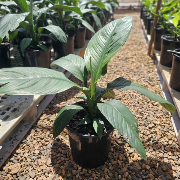 blue moon peace lily flower Spathiphyllum Blue Moon