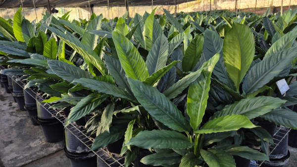 Spathiphyllum Blue Moon