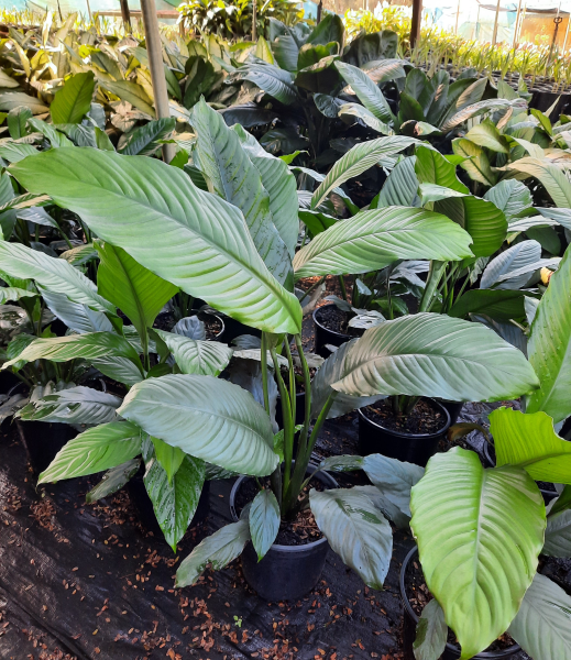 Spathiphyllum Blue Moon