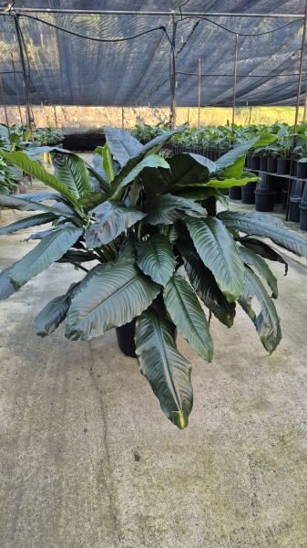 Spathiphyllum Blue Moon