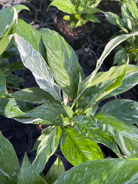 Spathiphyllum Domino