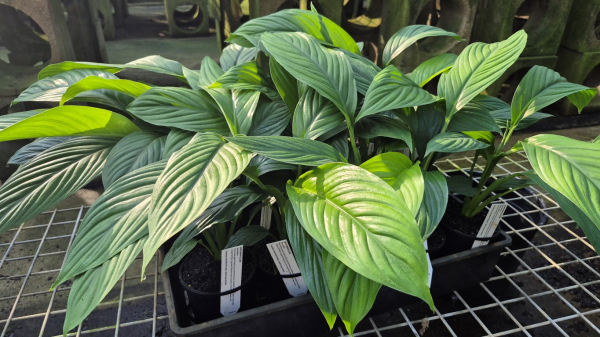 Spathiphyllum Sensation