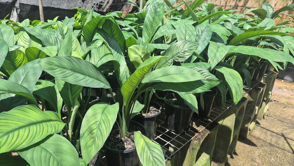 Spathiphyllum Sensation