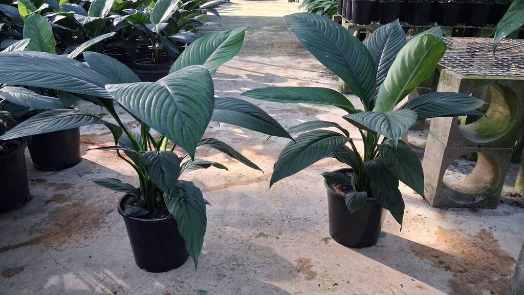 Spathiphyllum Sensation