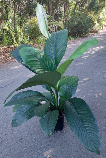 Spathiphyllum Sensation