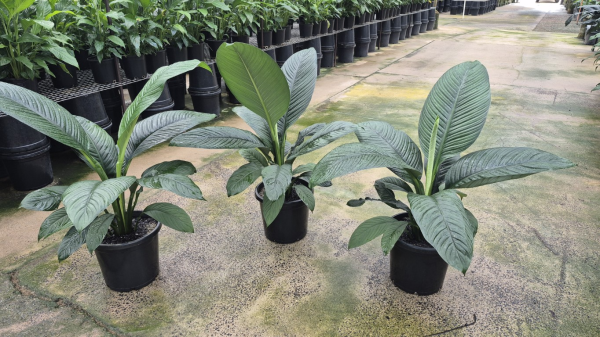 peace lily vs sensation plant Spathiphyllum Sensation