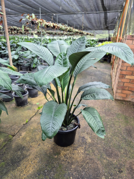 Spathiphyllum Sensation