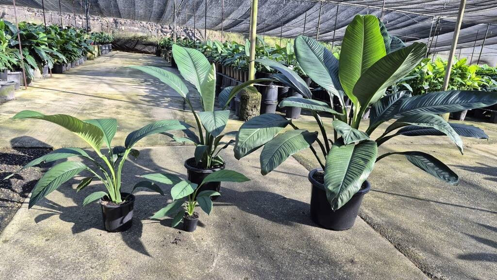 Spathiphyllum Sensation