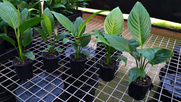 Spathiphyllum Stephanie