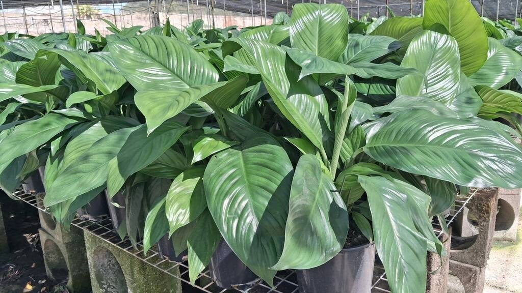 Spathiphyllum Stephanie