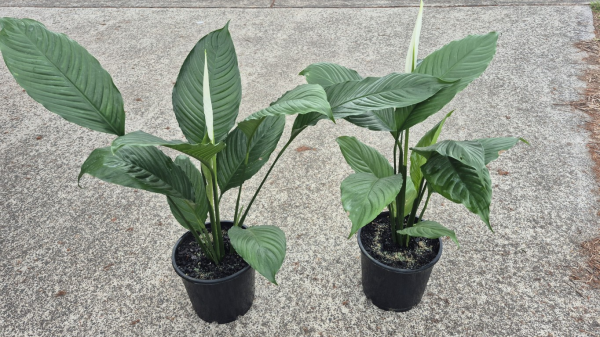 Spathiphyllum Stephanie