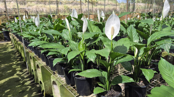 Spathiphyllum Stephanie