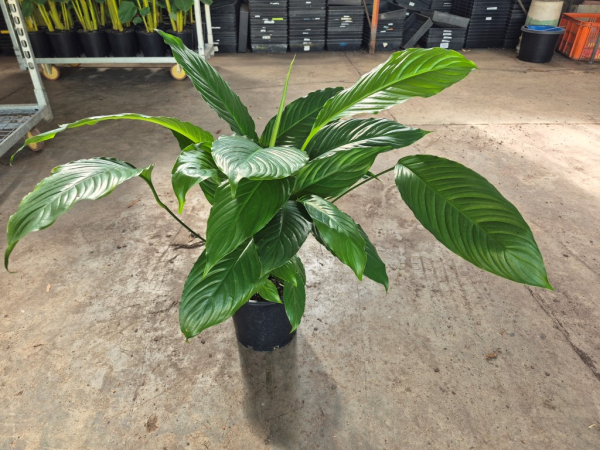 Spathiphyllum Stephanie