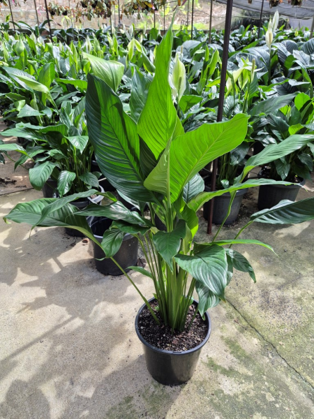 peace lily stephanie Spathiphyllum Stephanie