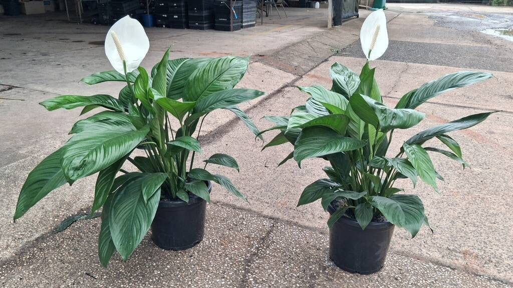 Spathiphyllum Stephanie