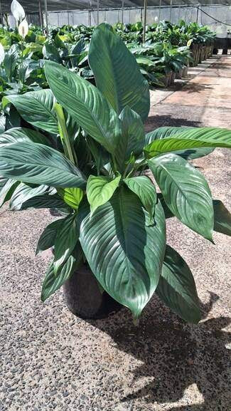 Spathiphyllum Stephanie