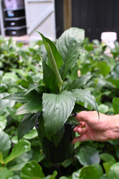 Spathiphyllum Sweet Chico