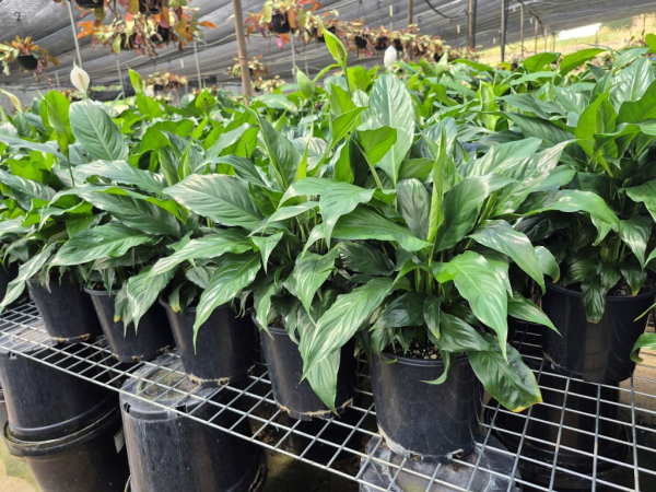 Spathiphyllum Sweet Chico