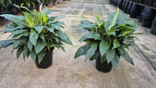 Spathiphyllum Sweet Chico
