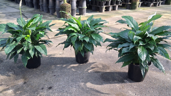 Spathiphyllum Sweet Chico