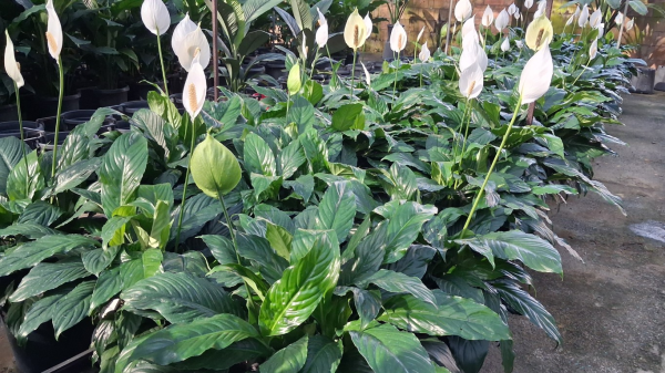 Spathiphyllum Sweet Chico