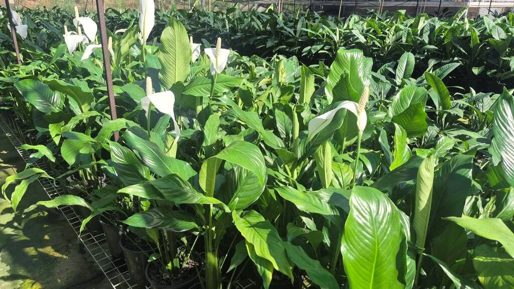 peace lily sebastiano Spathiphyllum Sweet Sebastiano