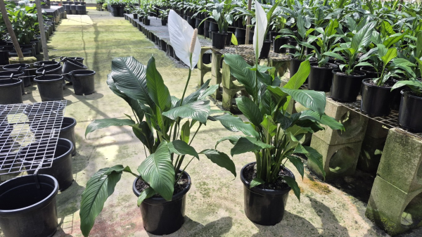 peace lily sebastiano Spathiphyllum Sweet Sebastiano