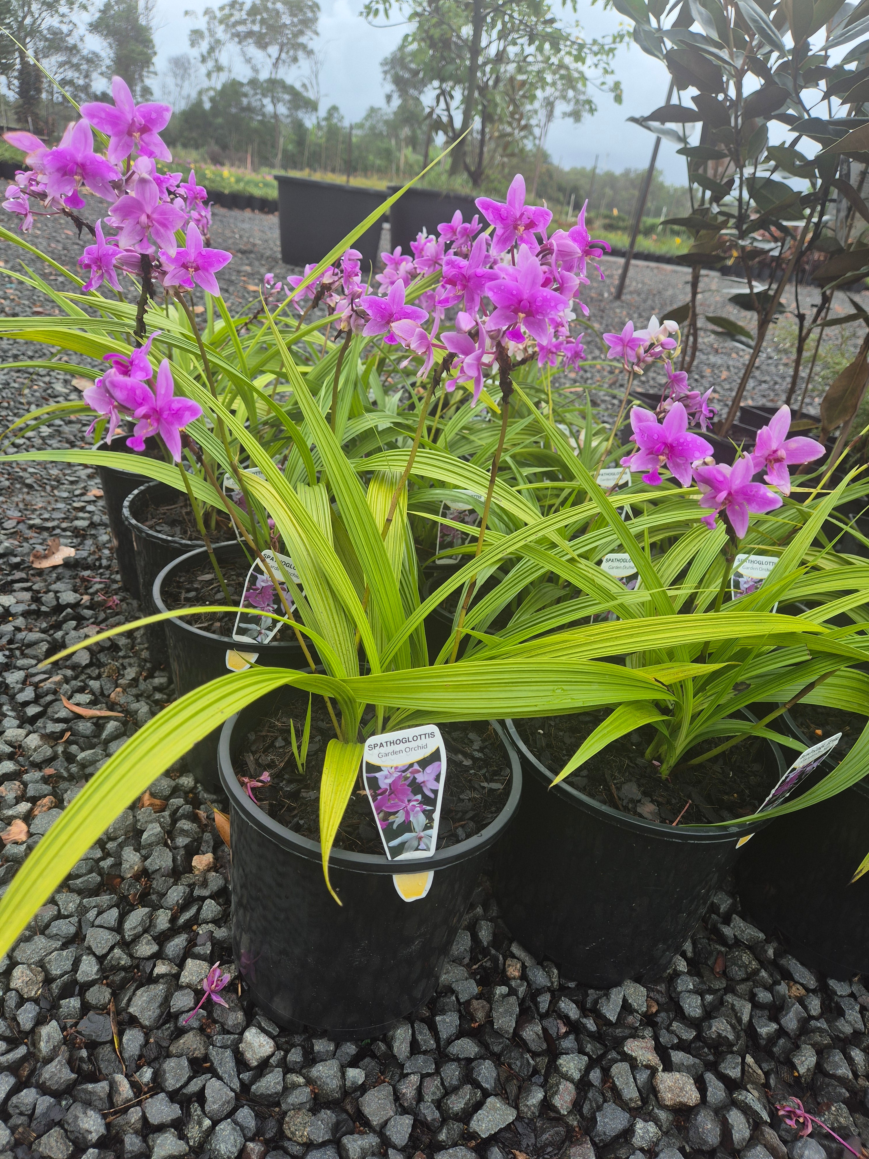 Spathoglottis plicata Purple