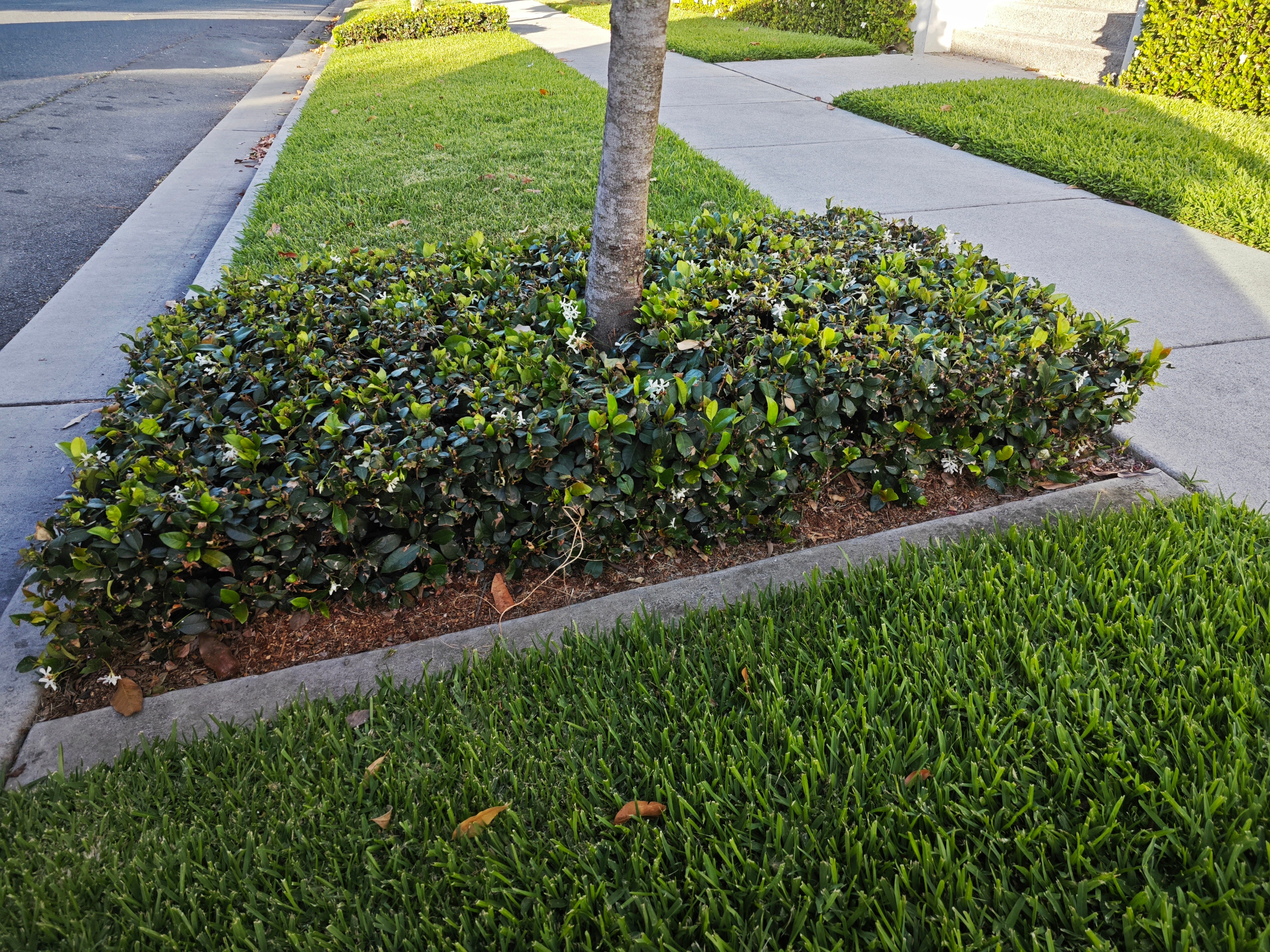Trachelospermum jasminoides