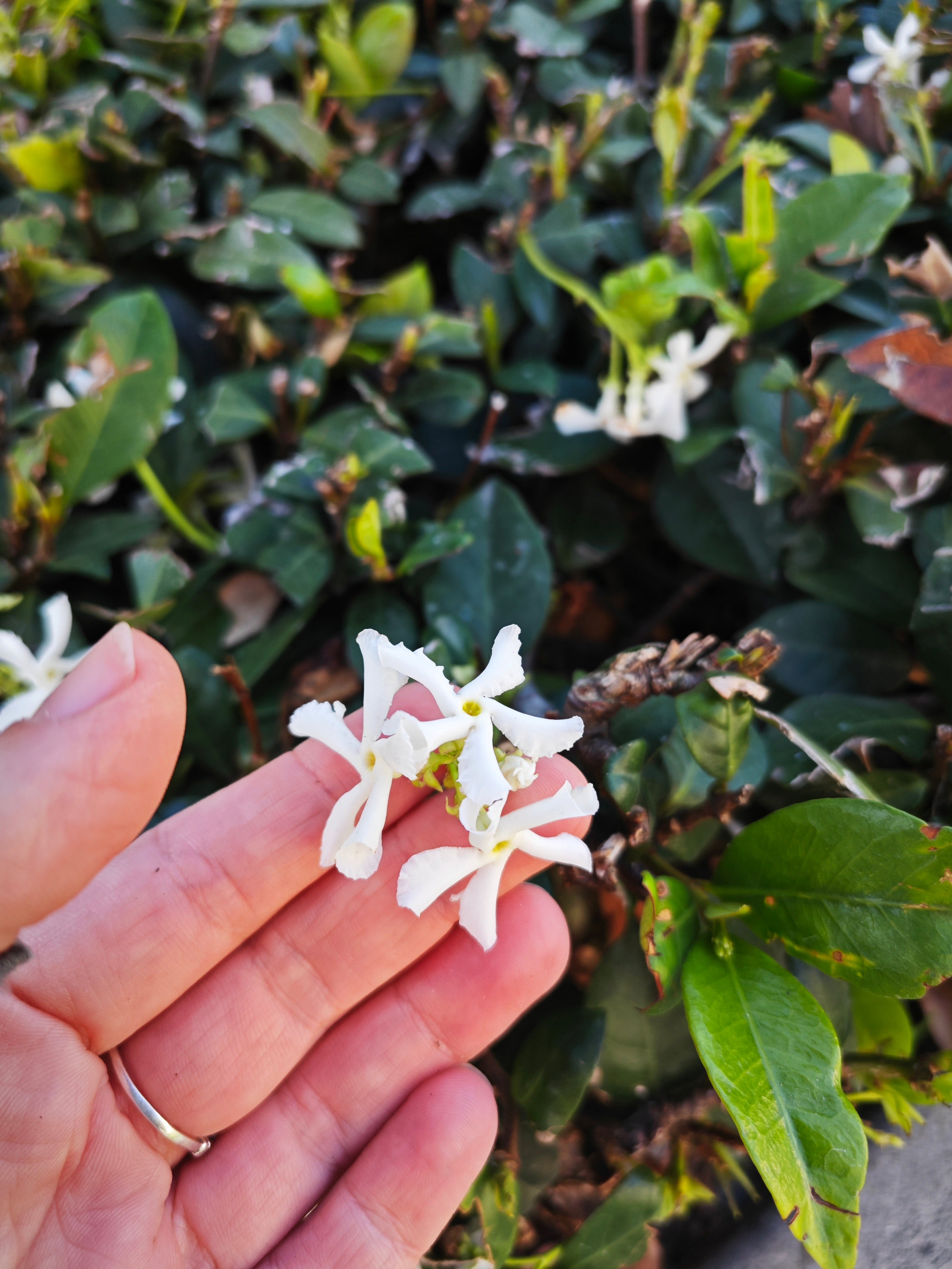 Trachelospermum jasminoides