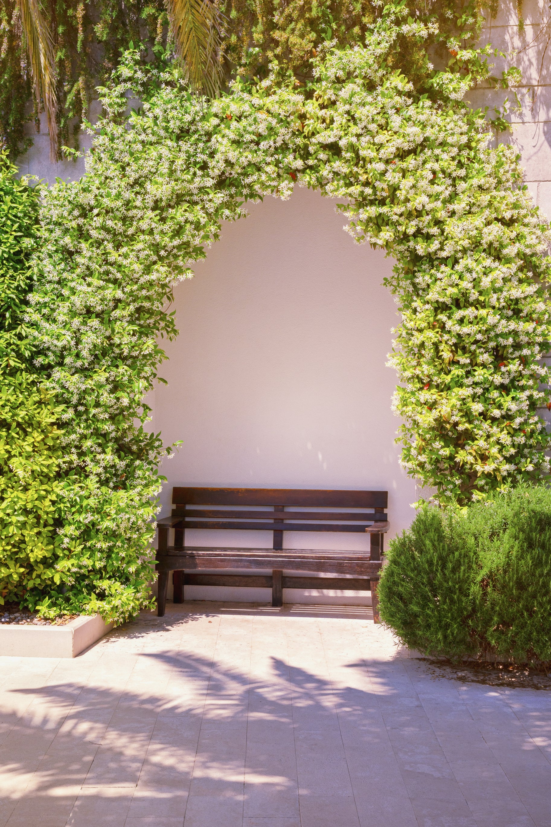 Trachelospermum jasminoides