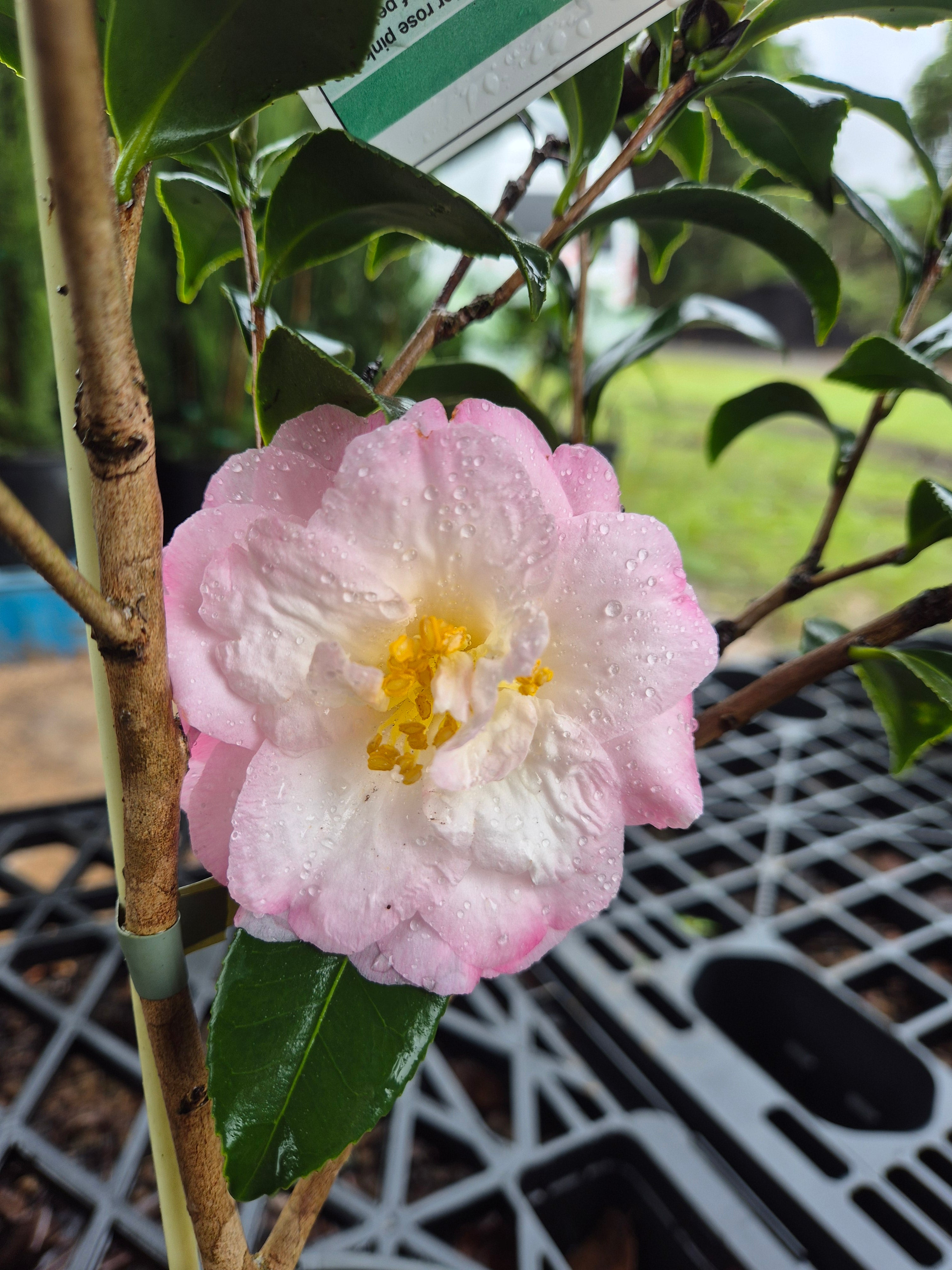 Camellia sasanqua Star Above Star