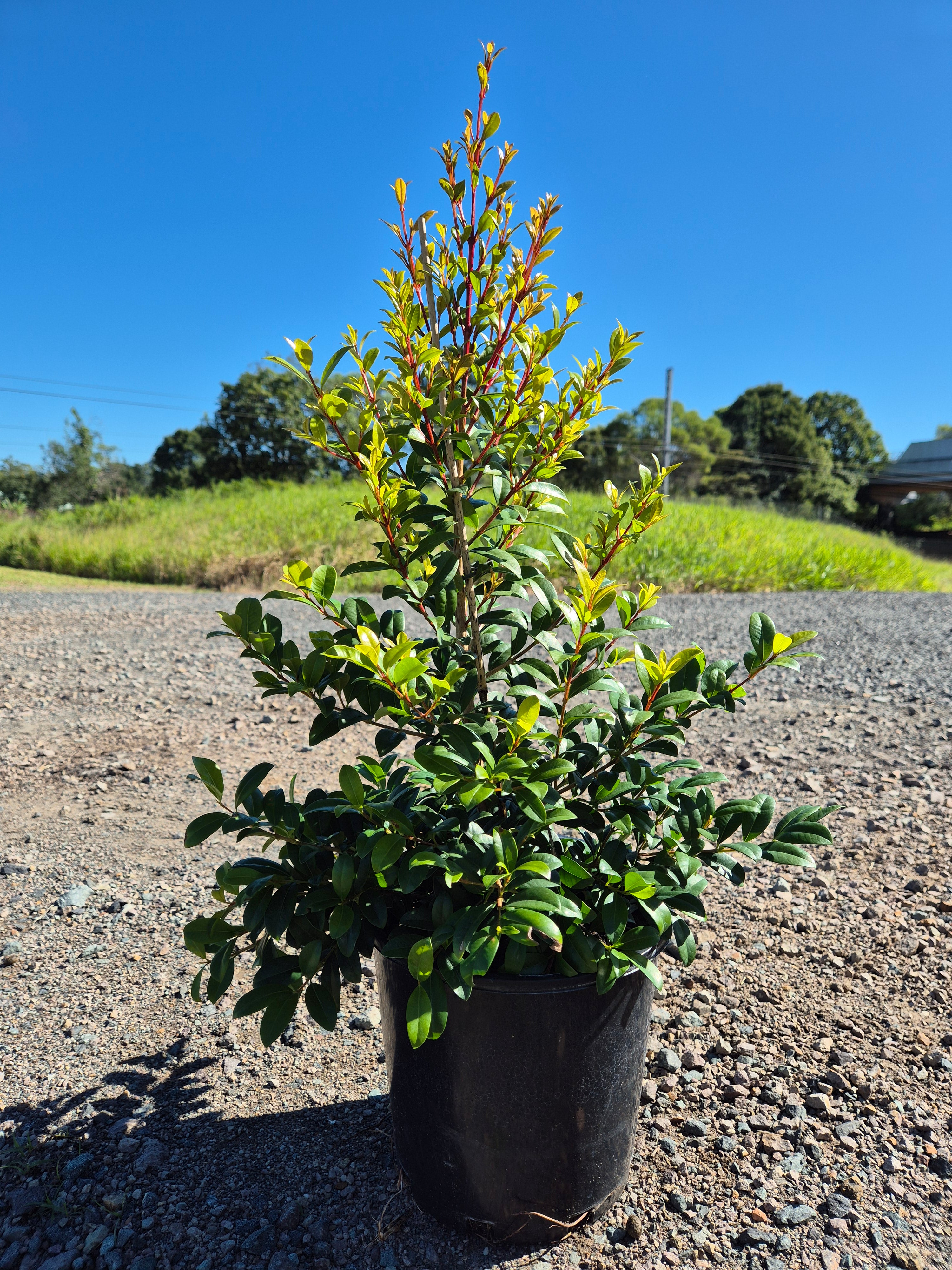 Lilly Pilly (Syzygium australe) Straight and Narrow