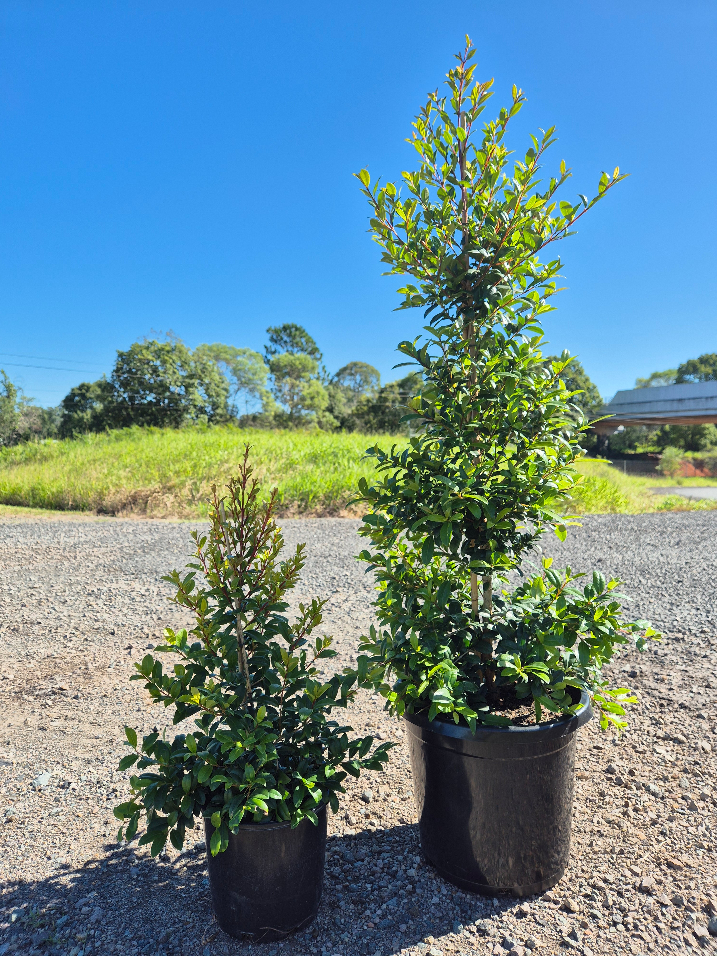Native Tree 8m Buy Brisbane Native Plants - Native Trees Brisbane