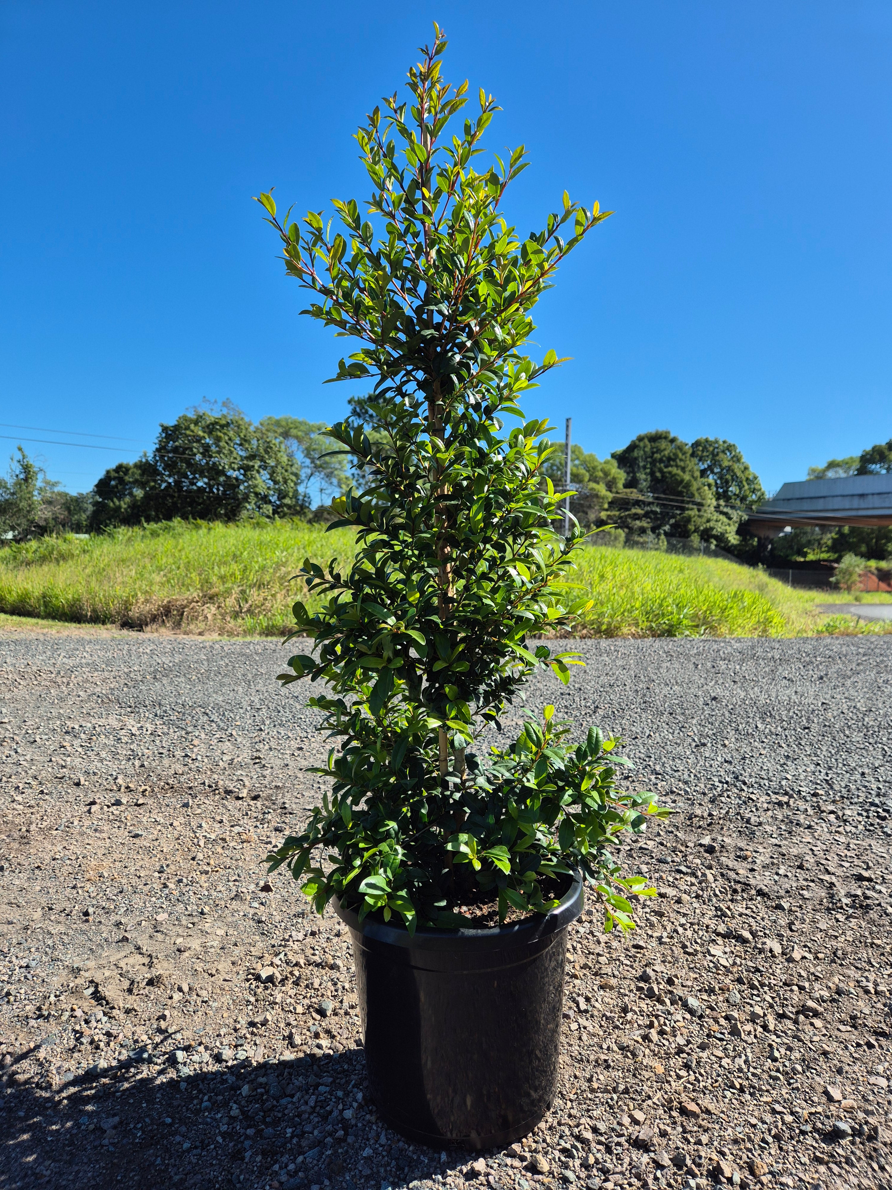 Lilly Pilly (Syzygium australe) Straight and Narrow