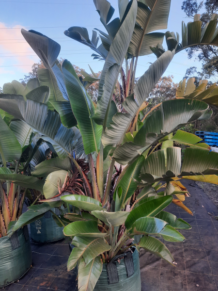 Strelitzia nicolai