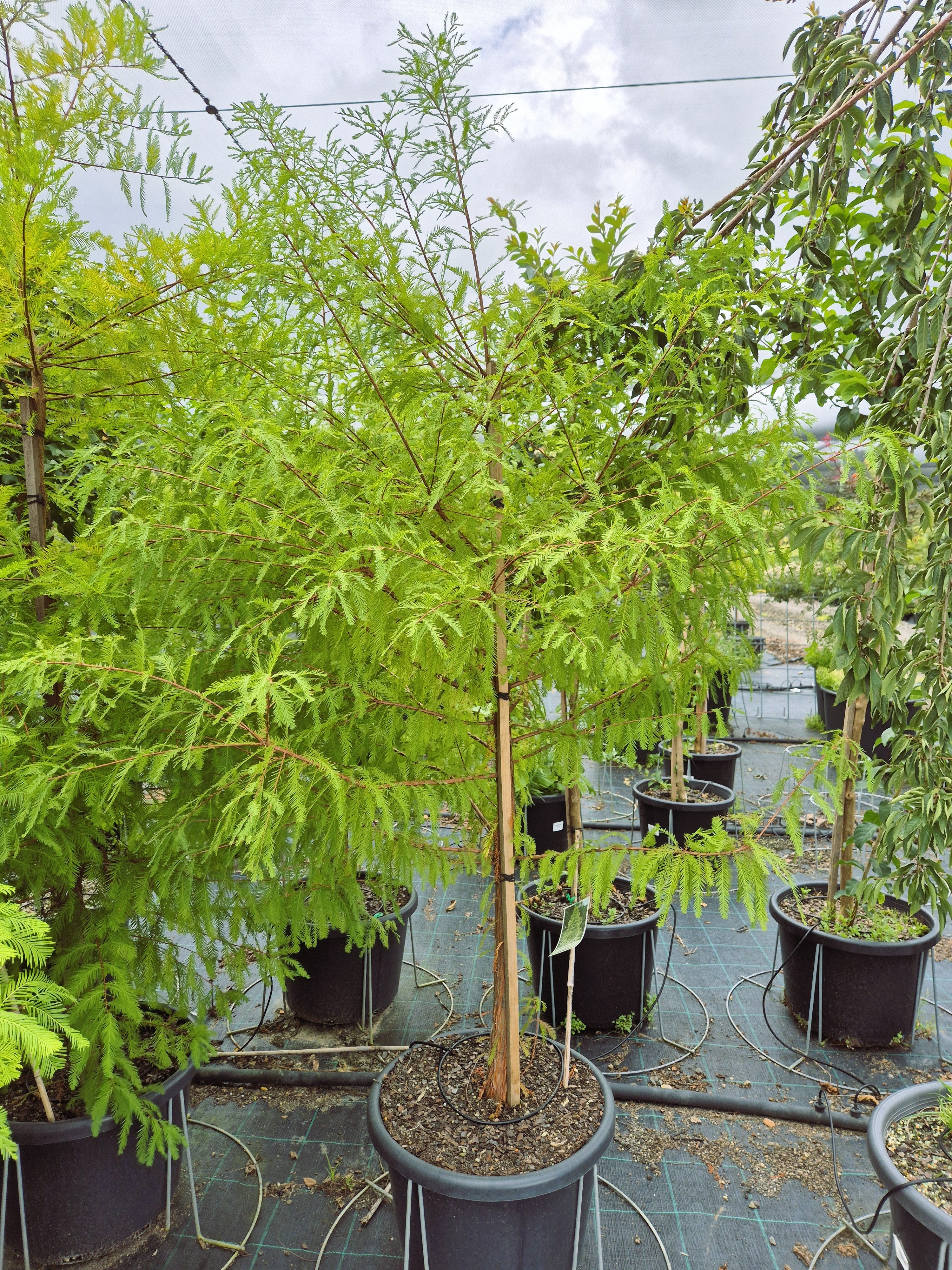 Taxodium distichum Bald / Swamp Cypress