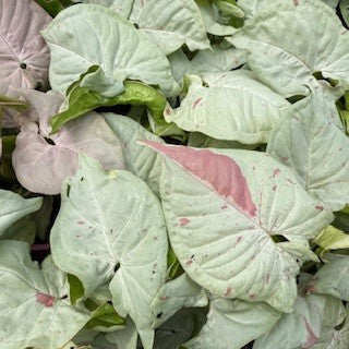 Syngonium Confetti