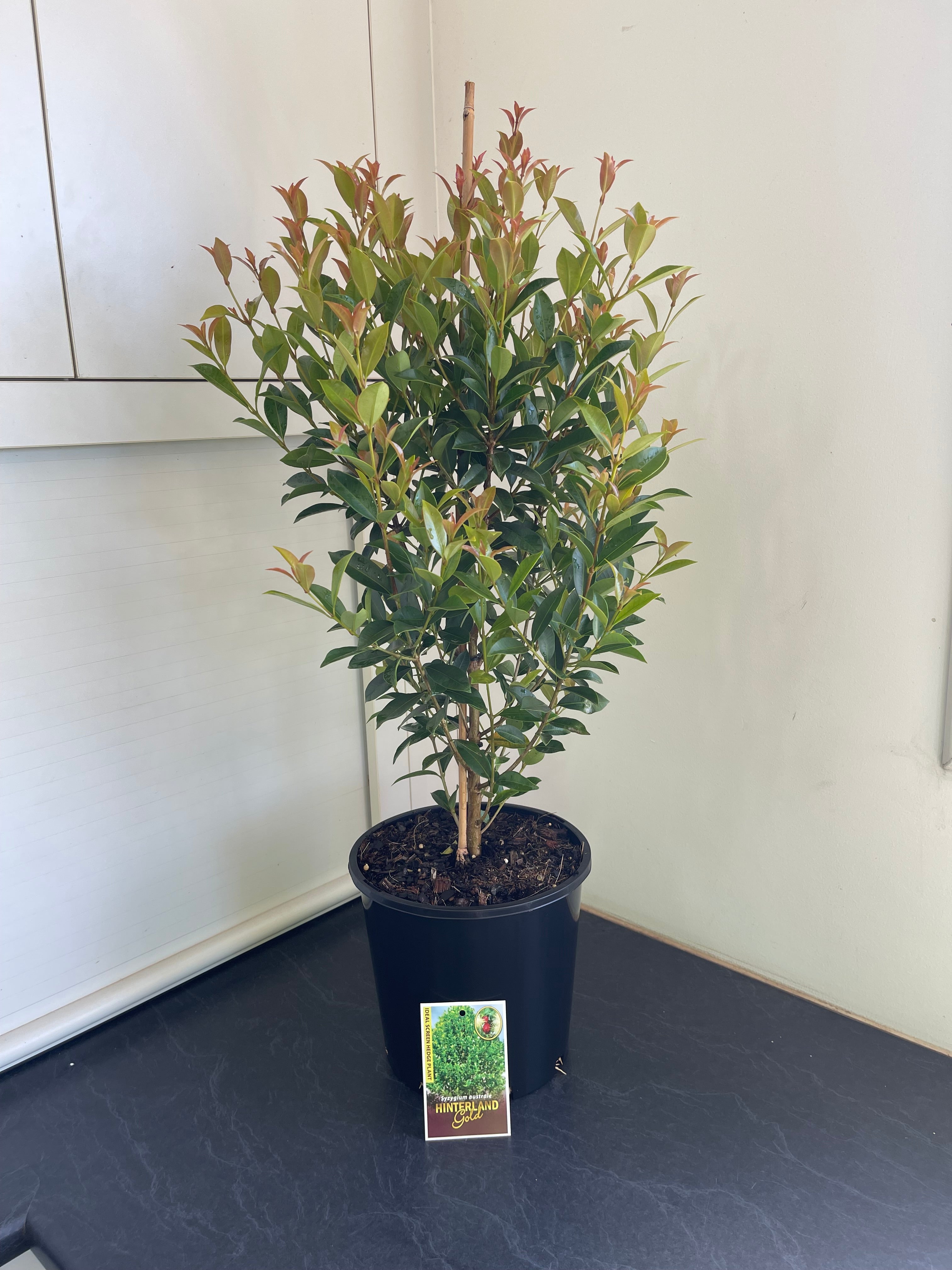 Syzygium australe Hinterland Gold