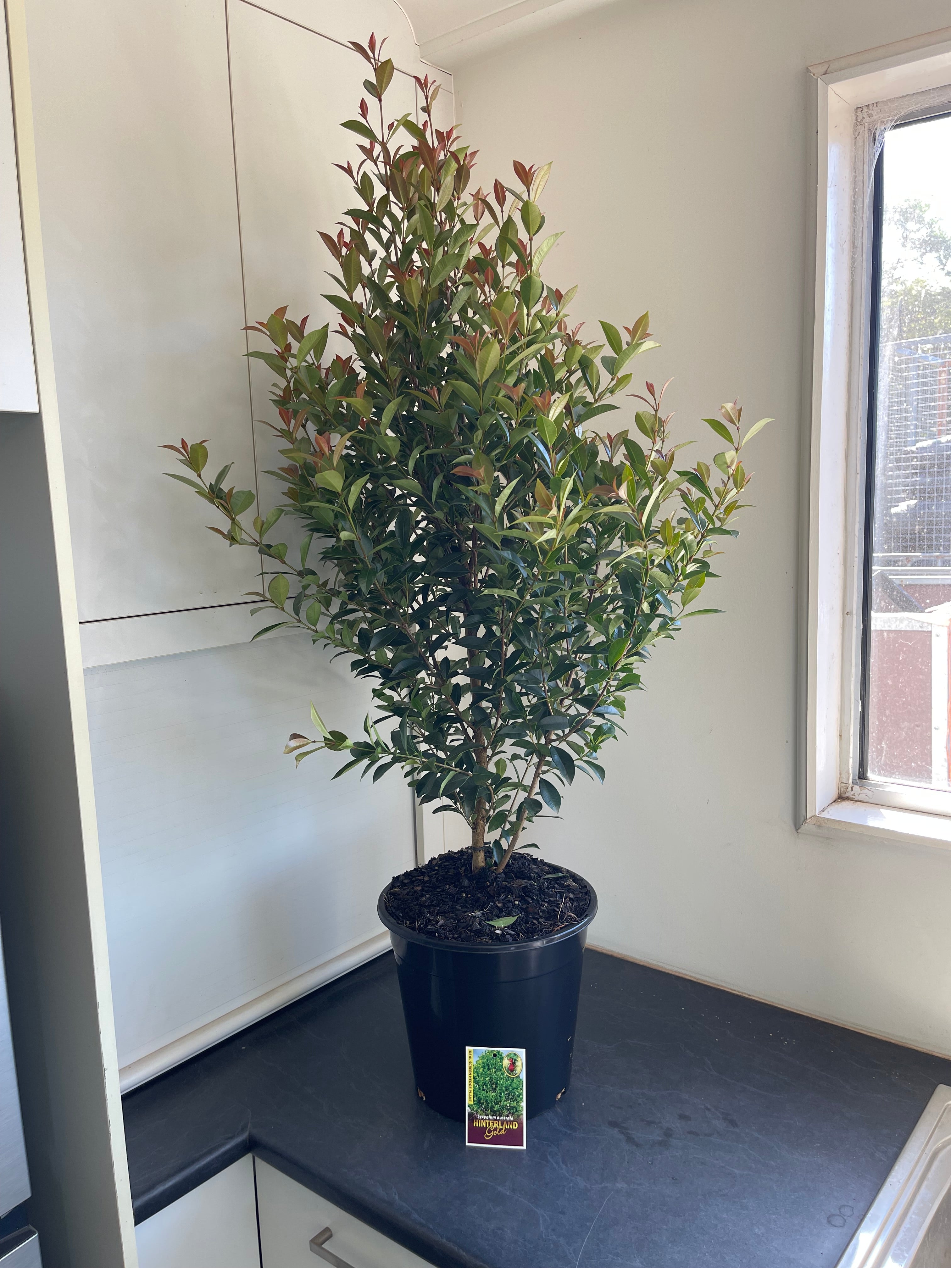 Syzygium australe Hinterland Gold