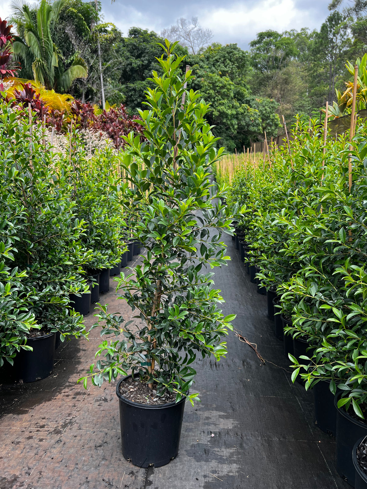 Structured Hedge Whatโs the Difference Between Lilly Pilly 'Resilience' and 'Select ...