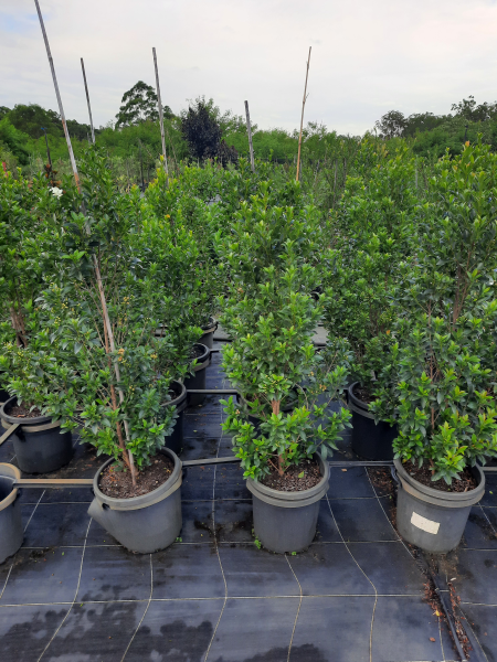 Syzygium australe Hinterland Gold