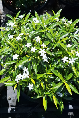 Tabernaemontana corymbosa Little Emerald