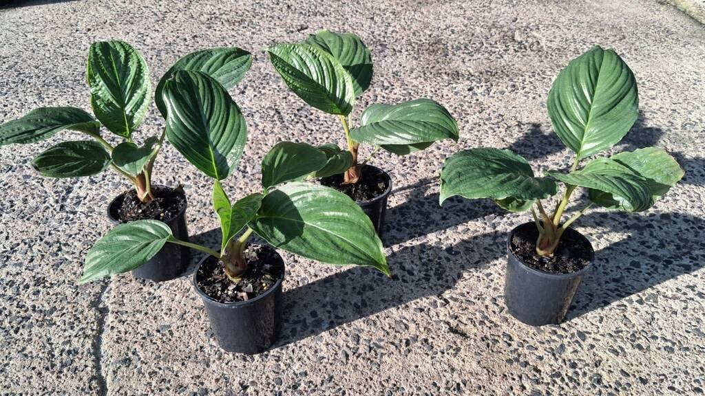 Tacca chantrieri Black Bat Plant