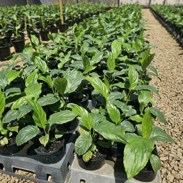 Tacca chantrieri Green Bat Plant