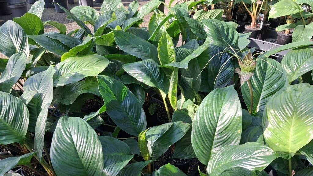 Tacca chantrieri Black Bat Plant