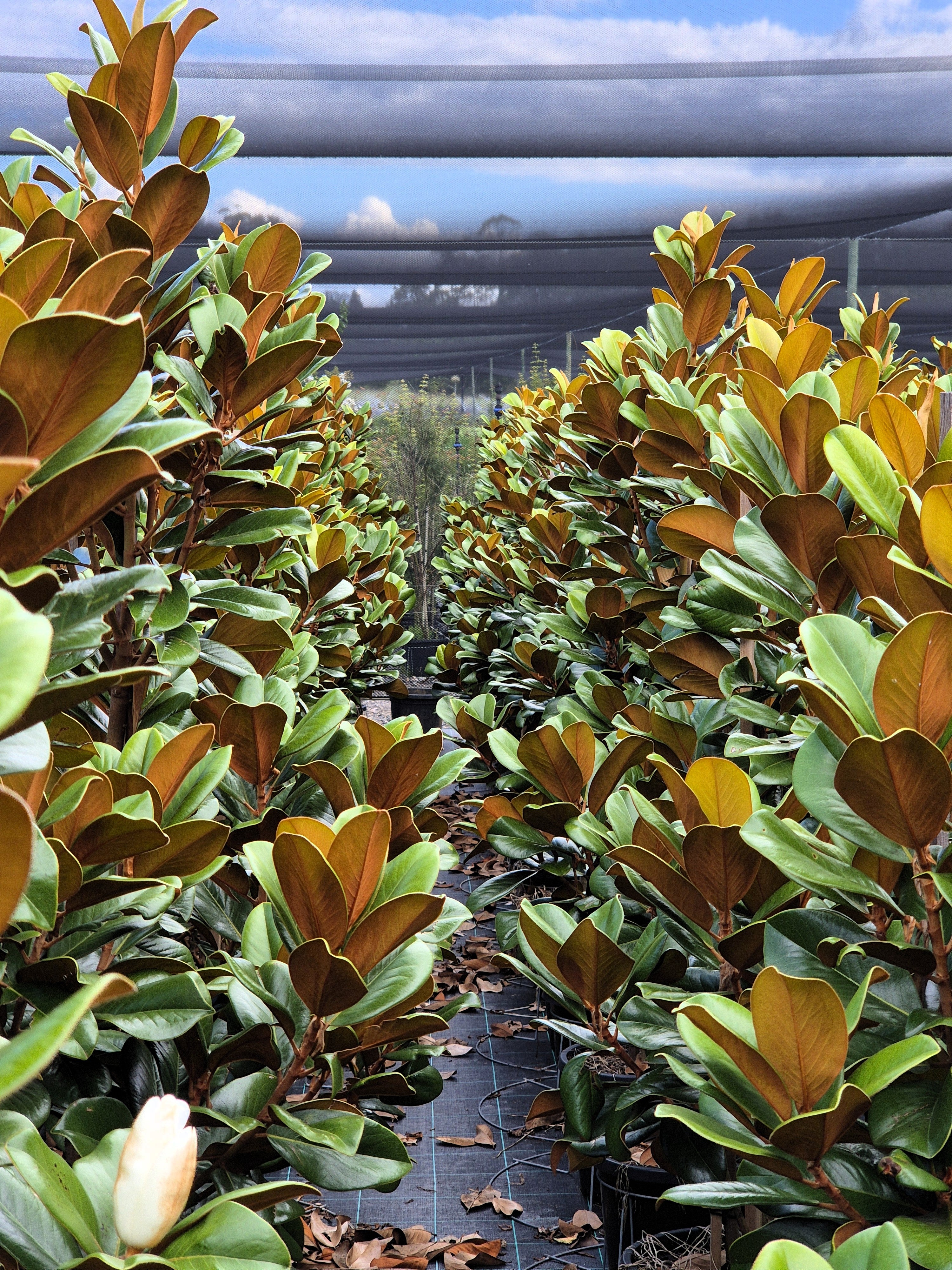 Magnolia grandiflora Teddy Bear