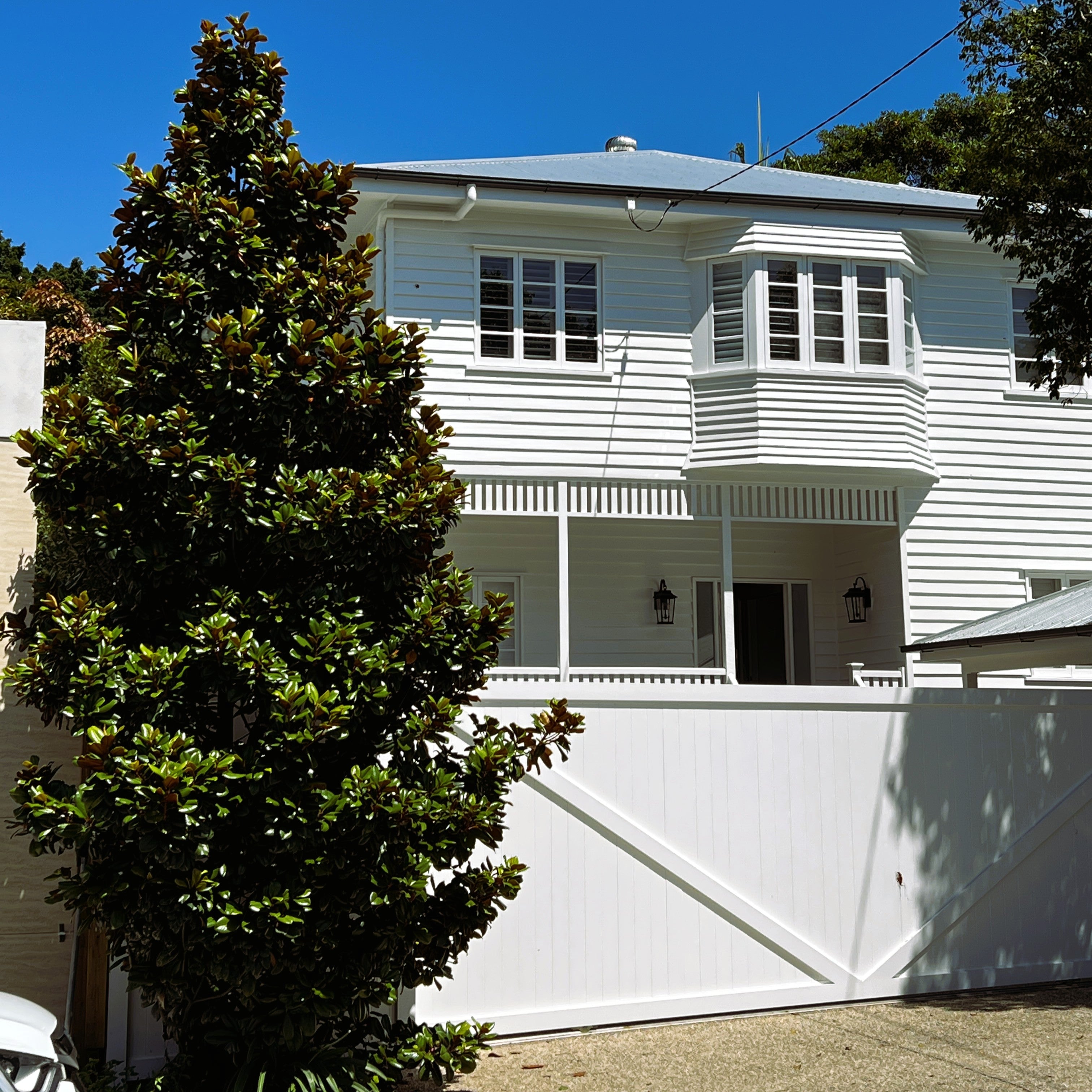Magnolia grandiflora Teddy Bear