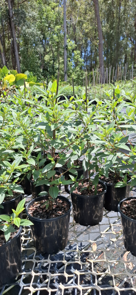 Tibouchina Jazzie